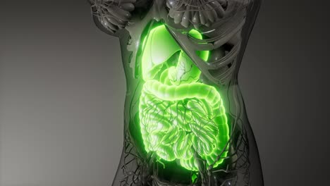 Partes-Y-Funciones-Del-Sistema-Digestivo-Humano